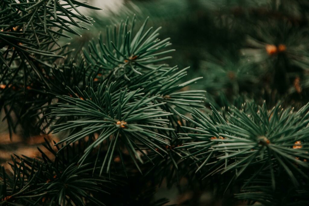 Les différentes variétés de sapins naturels