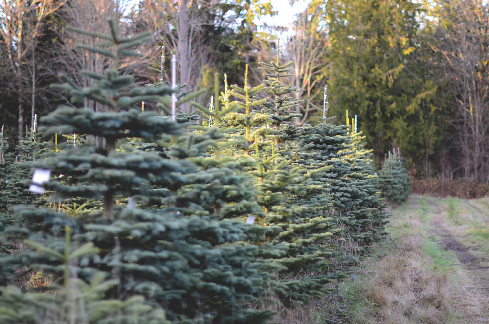 Bien choisir son sapin de Noël